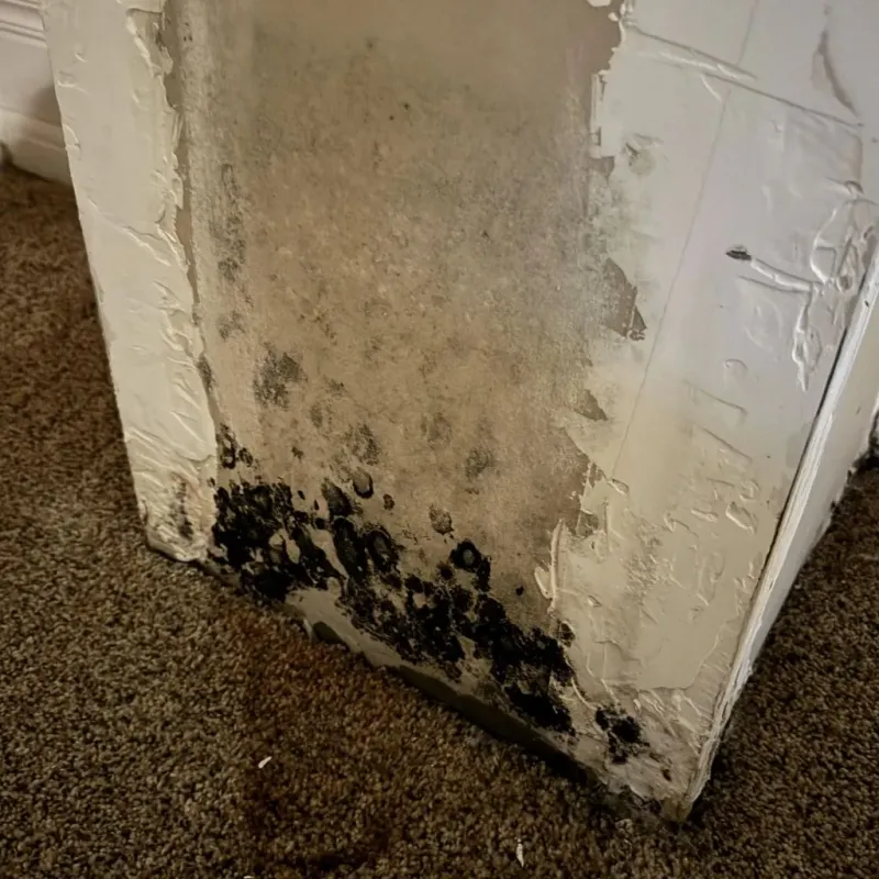 Professional Mold Removal in San Lorenzo, CA